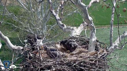 PA Farm Country Eagles Live Cams - Apr 20, 2026, 11:52am EDT