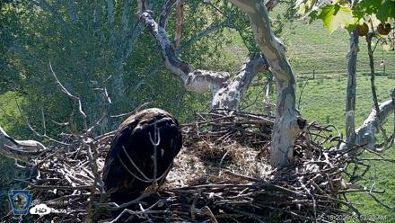 PA Farm Country Eagles Live Cams - May 16, 2026, 8:53am EDT