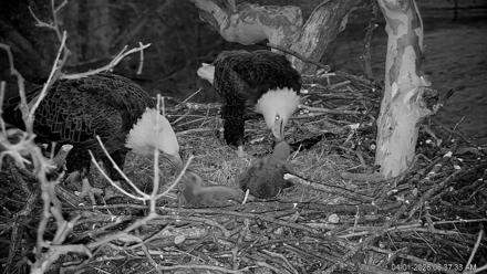 PA Farm Country Eagles Live Cams - Apr 1, 2026, 6:38am EDT