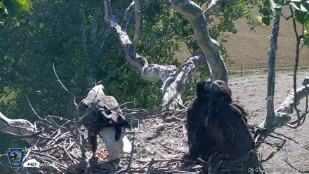 PA Farm Country Eagles Live Cams - Jun 1, 2026, 9:58am EDT