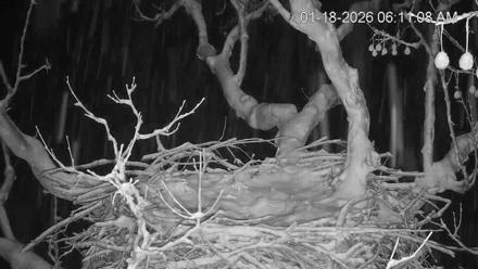 PA Farm Country Eagles Live Cams - Jan 18, 2026, 6:11am EST