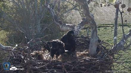 PA Farm Country Eagles Live Cams - May 4, 2026, 7:42am EDT