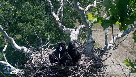 PA Farm Country Eagles Live Cams - Jun 5, 2026, 11:54am EDT