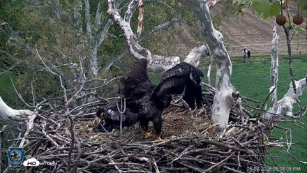 PA Farm Country Eagles Live Cams - May 9, 2026, 5:08pm EDT