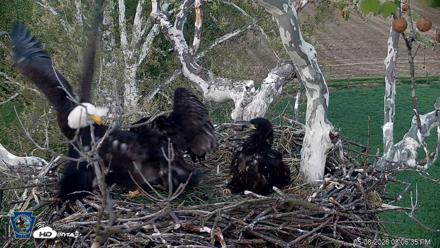 PA Farm Country Eagles Live Cams - May 8, 2026, 8:07pm EDT
