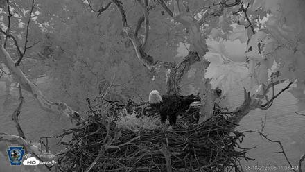 PA Farm Country Eagles Live Cams - Aug 18, 2026, 6:11am EDT