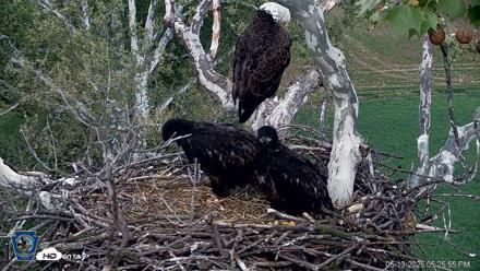 PA Farm Country Eagles Live Cams - May 13, 2026, 5:26pm EDT