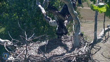 PA Farm Country Eagles Live Cams - Jun 3, 2026, 10:28am EDT