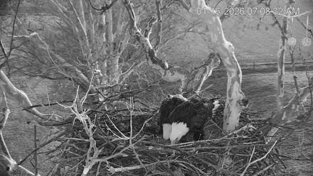 PA Farm Country Eagles Live Cams - Jan 16, 2026, 7:09am EST