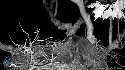 PA Farm Country Eagles Live Cams - Jun 1, 2026, 4:52am EDT