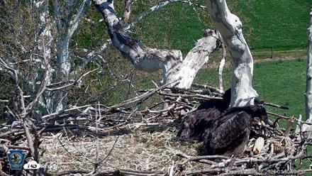 PA Farm Country Eagles Live Cams - Apr 27, 2026, 1:51pm EDT