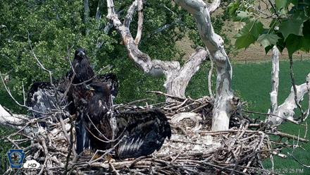 PA Farm Country Eagles Live Cams - May 26, 2026, 2:27pm EDT