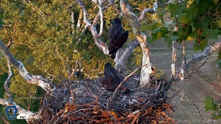 PA Farm Country Eagles Live Cams - Jun 4, 2026, 8:17pm EDT
