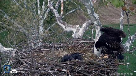 PA Farm Country Eagles Live Cams - May 9, 2026, 6:26pm EDT