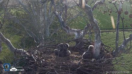 PA Farm Country Eagles Live Cams - Apr 17, 2026, 8:06am EDT