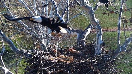 PA Farm Country Eagles Live Cams - Dec 3, 2025, 9:04am EST