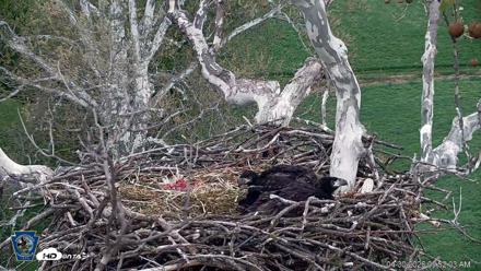 PA Farm Country Eagles Live Cams - Apr 30, 2026, 9:52am EDT