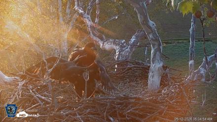 PA Farm Country Eagles Live Cams - May 12, 2026, 6:05am EDT