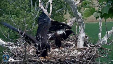 PA Farm Country Eagles Live Cams - May 26, 2026, 3:03pm EDT
