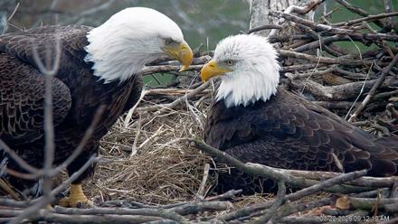 PA Farm Country Eagles Live Cams - Mar 22, 2026, 9:13am EDT