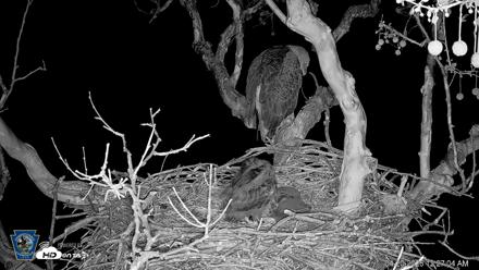 PA Farm Country Eagles Live Cams - Apr 20, 2026, 12:27am EDT