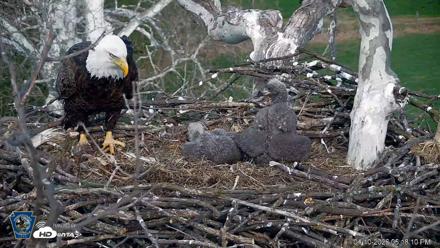 PA Farm Country Eagles Live Cams - Apr 10, 2026, 5:18pm EDT