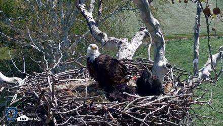 PA Farm Country Eagles Live Cams - May 3, 2026, 11:49am EDT