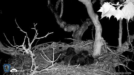 PA Farm Country Eagles Live Cams - May 22, 2026, 9:23pm EDT