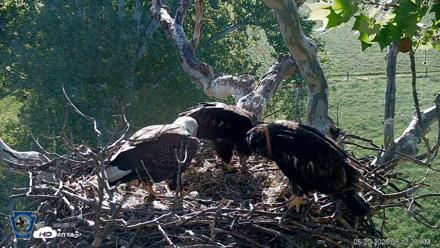PA Farm Country Eagles Live Cams - May 20, 2026, 8:13am EDT