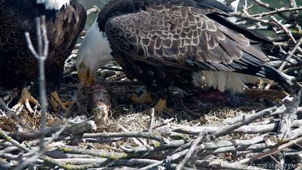 PA Farm Country Eagles Live Cams - Mar 17, 2026, 1:28pm EDT