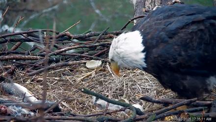 PA Farm Country Eagles Live Cams - Mar 23, 2026, 7:36am EDT