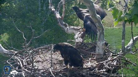 PA Farm Country Eagles Live Cams - May 26, 2026, 9:15am EDT