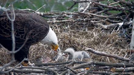 PA Farm Country Eagles Live Cams - Mar 30, 2026, 11:53am EDT