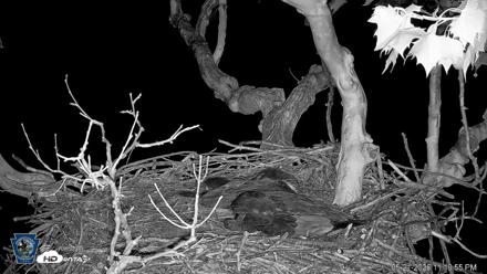 PA Farm Country Eagles Live Cams - May 21, 2026, 11:20pm EDT