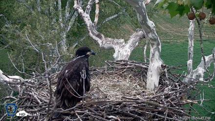 PA Farm Country Eagles Live Cams - May 16, 2026, 6:13pm EDT