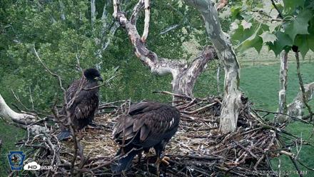 PA Farm Country Eagles Live Cams - May 23, 2026, 10:28am EDT