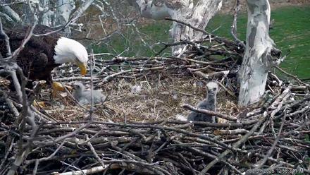 PA Farm Country Eagles Live Cams - Mar 31, 2026, 12:57pm EDT