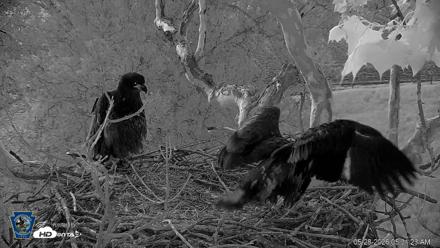 PA Farm Country Eagles Live Cams - May 28, 2026, 5:32am EDT