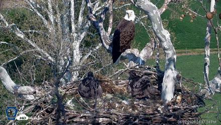 PA Farm Country Eagles Live Cams - Apr 22, 2026, 4:48pm EDT