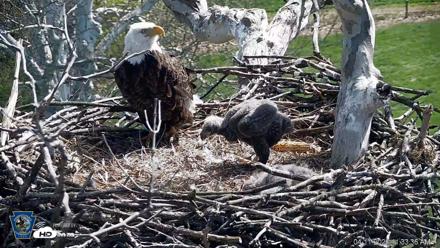 PA Farm Country Eagles Live Cams - Apr 11, 2026, 11:34am EDT