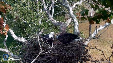 PA Farm Country Eagles Live Cams - Oct 12, 2026, 3:38pm EDT
