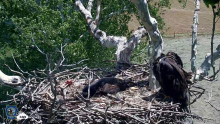 PA Farm Country Eagles Live Cams - May 30, 2026, 12:26pm EDT