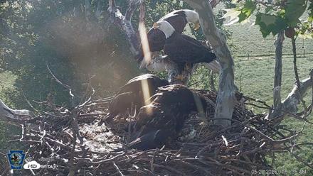 PA Farm Country Eagles Live Cams - May 20, 2026, 7:57am EDT
