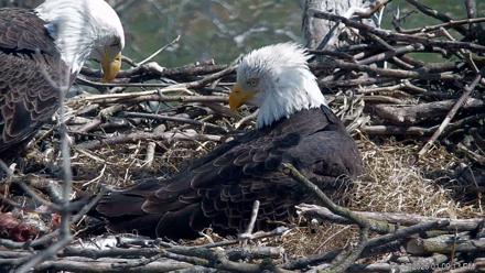 PA Farm Country Eagles Live Cams - Mar 20, 2026, 1:10pm EDT