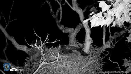 PA Farm Country Eagles Live Cams - Jun 9, 2026, 2:03am EDT