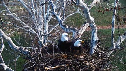 PA Farm Country Eagles Live Cams - Dec 4, 2025, 11:19am EST