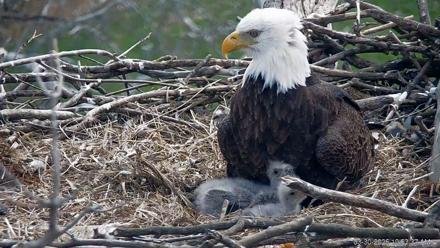 PA Farm Country Eagles Live Cams - Mar 30, 2026, 10:54am EDT