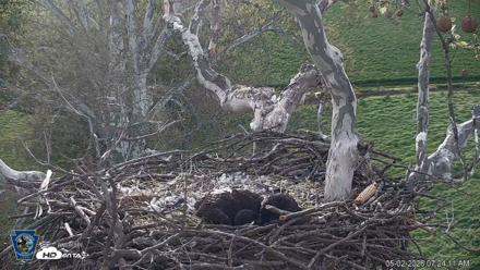 PA Farm Country Eagles Live Cams - May 2, 2026, 7:27am EDT
