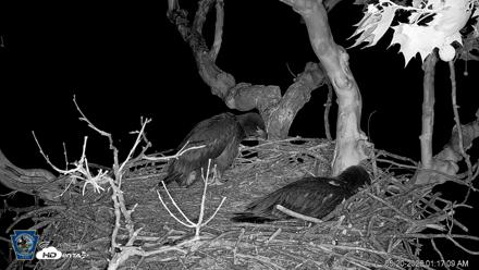 PA Farm Country Eagles Live Cams - May 20, 2026, 1:18am EDT