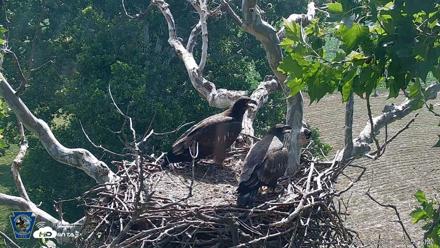 PA Farm Country Eagles Live Cams - Jun 29, 2026, 10:09am EDT
